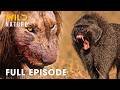 Lion Vs Baboon Deadliest Battles For Survival I FULL EPISODE Nature Animal Documentary