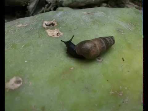 Aintjos Entgiftungs Heilkriese "Schnecke" siehe Text unten.