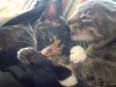 Frances nursing on Dignan