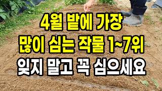 4월 밭에 가장 많이 심는 1~7위 작물 잊지 말고 꼭 심으세요