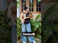 Our Home Is Now Complete Simba Has Arrived ️ ️ Simba