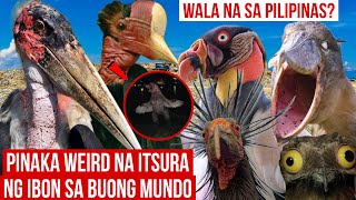 Mga Ibon na may Pinaka Weird na Itsura sa Buong Mundo | Wala na sa Pilipinas Nito? | Mister Di