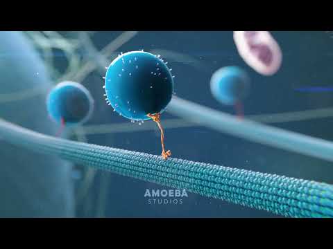 Kinesin Walking Animation | 3D Molecular Motor with Cargo