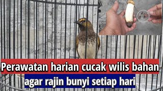 Download lagu Perawatan cucak wilis / rengganis bahan agar rajin berbunyi mp3 Download lagu Perawatan cucak wilis / rengganis bahan agar rajin berbunyi mp3