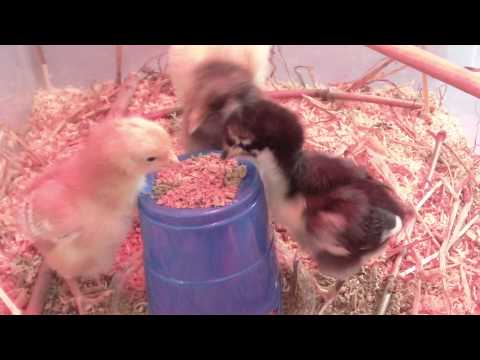 hungry chicks