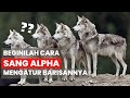 CARA UNIK SERIGALA MENGATUR BARISAN KAWANAN NYA