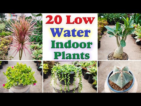 Low water indoor plants | 20 indoor plants that don't need water for a month!