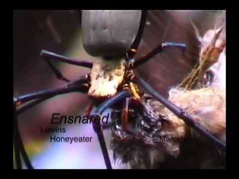 Spider eats Lewins Honey Eater (SD)