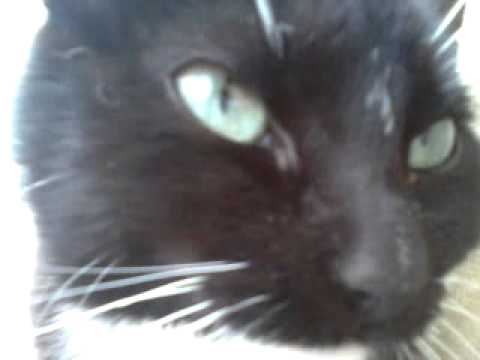 video-2013-03-27-12-37-12.mp4