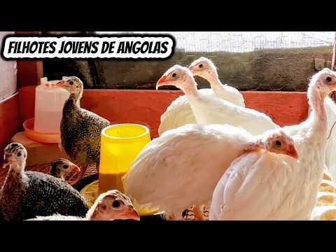 Filhotes jovens de galinhas angola. Criação de cocá guine capote Minas Gerais Ovos galados Férteis
