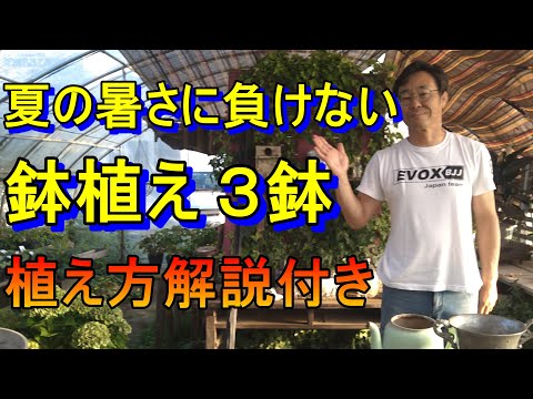 鉢植えのマグノリアをうまく​​維持するために取るべき最善の手順は何ですか?  庭園