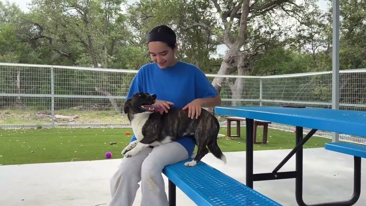 Enlarge Oakley-I've grown up here at the rescue, a Adoptable mixed breed in San Antonio, TX video 5/6