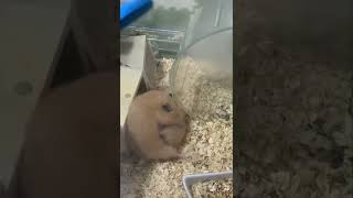 コマンドー名シーン