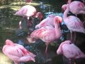 Animal Kingdom Lesser Flamingos