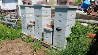 Hive Activity Report 2017-07-02