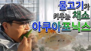 부자농부 되는 팁 - 물고기가 키우는 채소 아쿠아포닉스