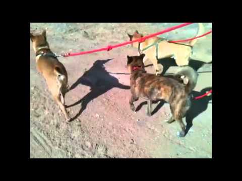 Cocoa, an adopted Jindo in Wells, NV_image-1