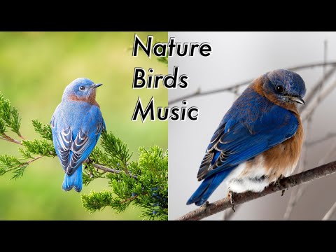 Bird sounds relaxation,nature sounds music for meditation,birds crimping singing music