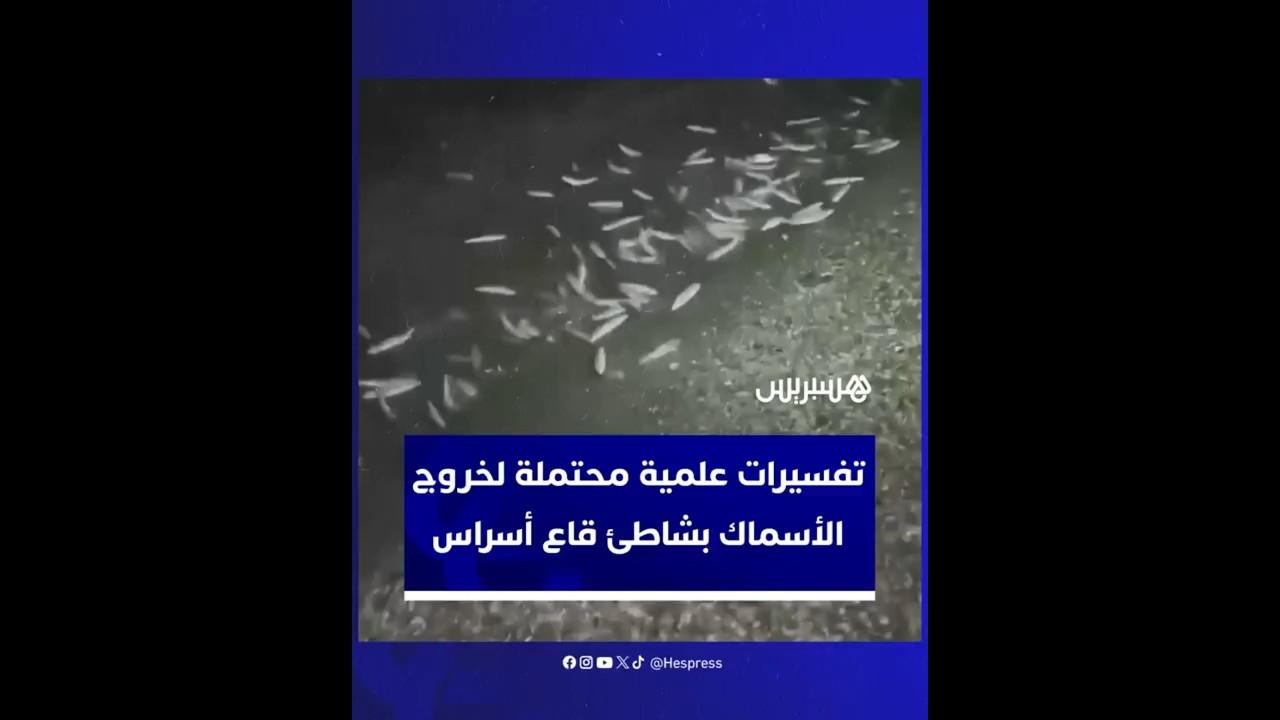 تفسيرات علمية محتملة لخروج الأسماك بشاطئ قاع أسراس بإقليم شفشاون thumbnail