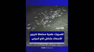تفسيرات علمية محتملة لخروج الأسماك بشاطئ قاع أسراس بإقليم شفشاون thumbnail