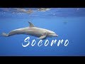 Socorro 2018 - Diving with Giant Manta Rays, Dolphins and Sharks 4K - Mexico