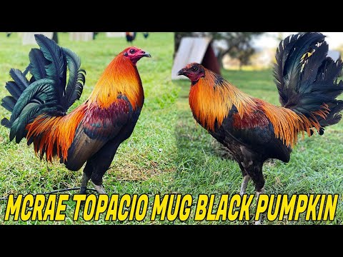 Nice Black Birds In Hawaii - RCP FARM Roger Tabac