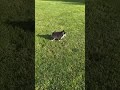 Pomsky dogs for sale: Pansy - Video 1