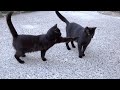 Two Black Cats But Only One Is Greedy