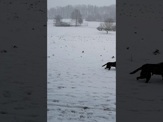 Tageshunde haben Spass im Schnee