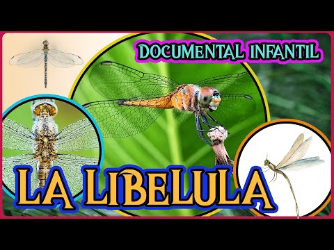 LA LIBÉLULA 🧚 | Videos educativos para niños | LOS INSECTOS| Los animales | Documentales para niños