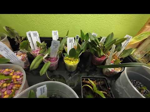 Restrepia Orchideen & blühende Phalaenopsis in Colomi - Update 06.04.2025 - Orchideenhobby.de