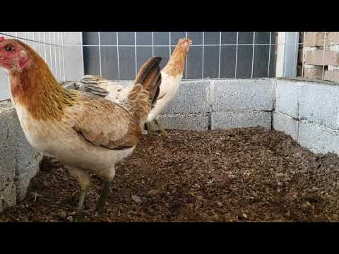 1/2 Scott Valley Asil. 1/2 Hatch Blueface.