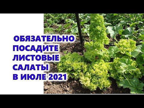 , title : 'Обязательно посадите листовые салаты в июле 2021 года. Будете с урожаем витаминов осенью и зимой'