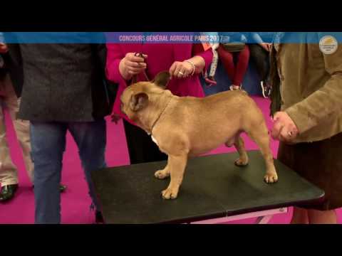 Voir la vidéo : Ring Canins du 26 février 2017, après midi