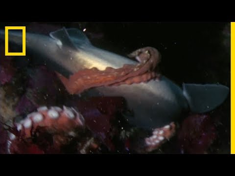 Giant Pacific octopus attacks shark