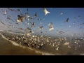 Seagulls Fighting Over Fish