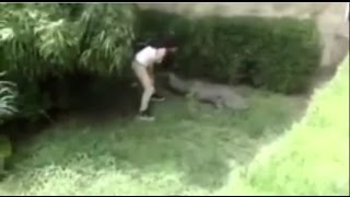 Foolish tourist caught on camera jumping into crocodile enclosur
