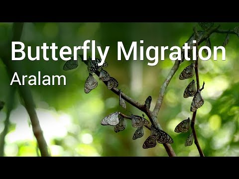 Butterfly Migration of Aralam 