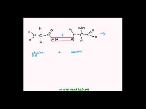 FSc Biology Book1, CH 2, LEC 9: Composition of Proteins