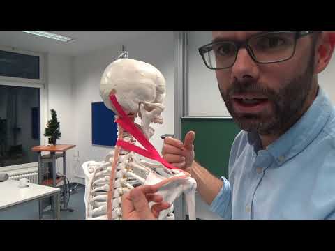 Shoulder girdle muscles - trapezius muscle