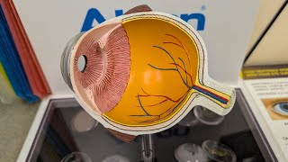 Eye Doctor Visit with CDubs 👀 | The Results Too