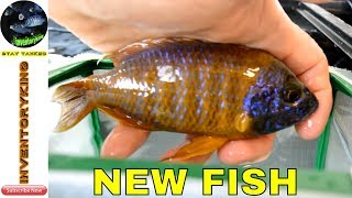 Unboxing Some African Cichlids From A Local Hobbyist