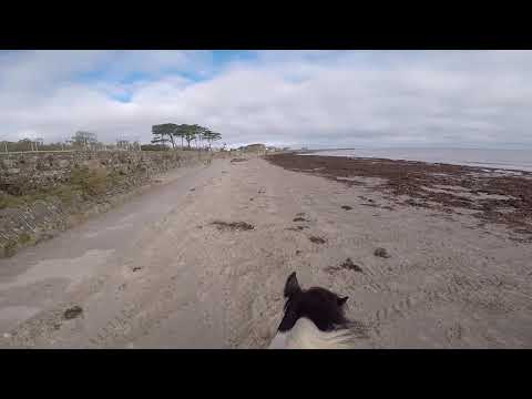 Gypsy cob Paddy wants to go home from Ballywatler beach with his mate Al the ex-racehorse