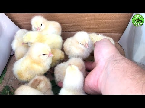 videó a csirkék leszokásának egyszerű módja Felhagytam a dohányzással és enni akarok