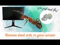 A dead ant inside your monitor? Do this!