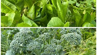 Harvesting Broccoli and Lettuce 2024