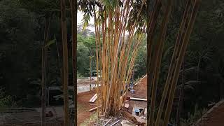 Download lagu #bambu kuning mp3