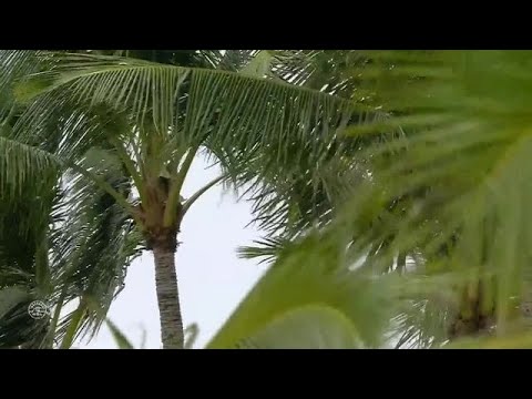 2017 Vans World Cup: Seminfinals, Heat 2