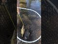 Smallmouth Bass In The Boundary Waters