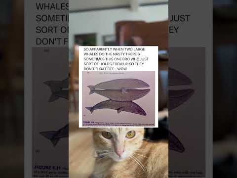 Flick Reaction | #post #cat #shorts
